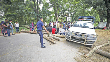tree-log.jpg