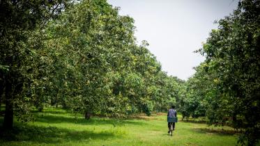 The mango garden