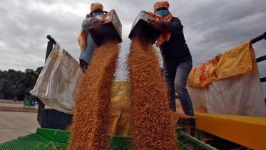 wheat-web.jpg