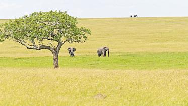 Maasai Mara-Serengeti