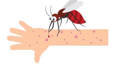 mosquito.jpg