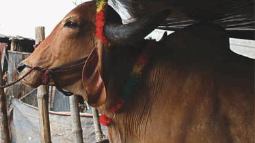 cow4.jpg