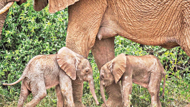 elephants.jpg