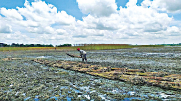 faridpur_jute.jpg