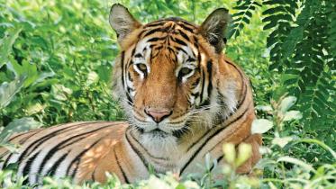 tigers.jpg