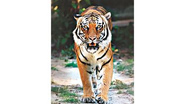 tiger.jpg