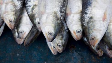 The health benefits of eating hilsa 