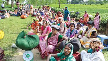 tea-workers.jpg