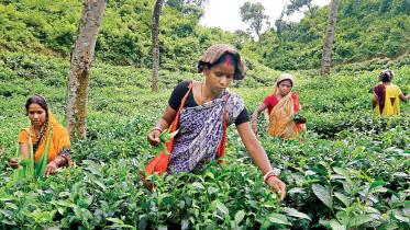 tea-workers.jpg