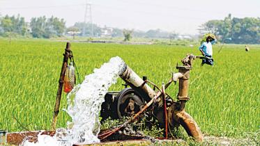 Aman cultivation in Chattogram