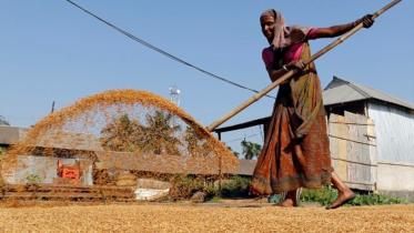 india_rice_export.jpg