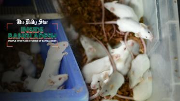 mice.jpg