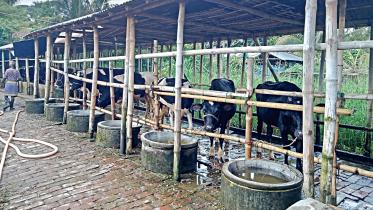 dairy1.jpg