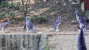 kyaanggaaru.jpg