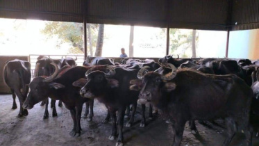 buffaloes