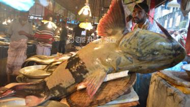 sylhet_baghair_fish_1.jpg