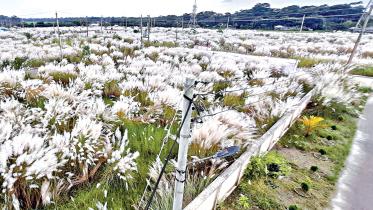 downy-white-flowers-1.jpg