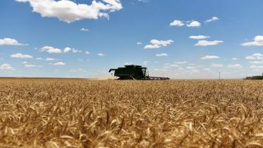 wheat.jpg