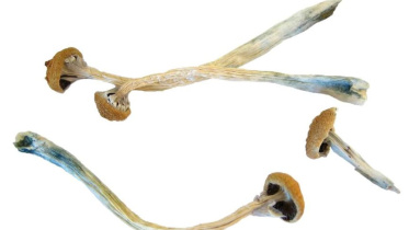 magic_mushroom.jpg