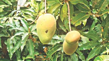 mangoes.jpg