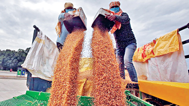 wheat.jpg