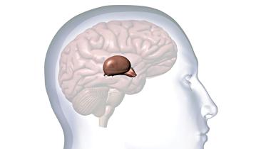 pineal-gland.jpg