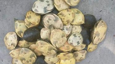 tortoise.jpg