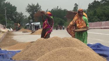 Rice prices high