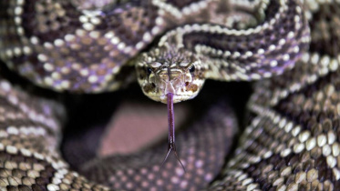 snake