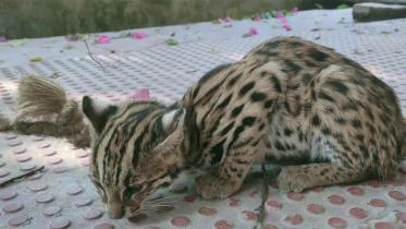 leopard-cub-11.jpg