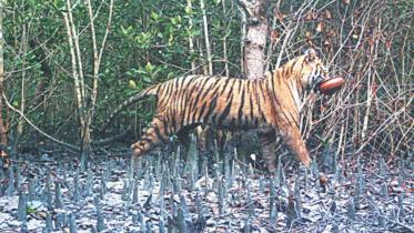 royal-bengal-tiger.jpg