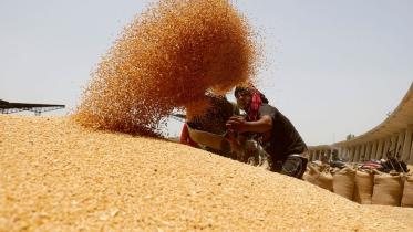 Rice, wheat and maize prices