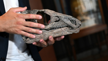 dinosaur