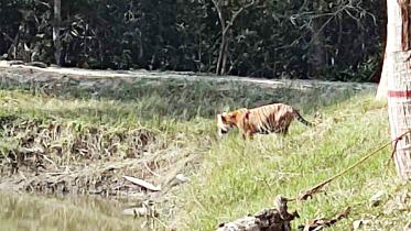 tigers.jpg