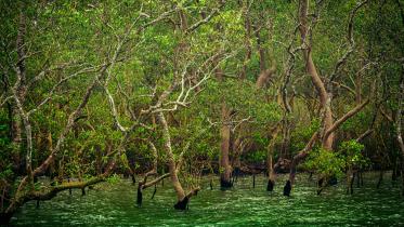 Khulna Sundarbans