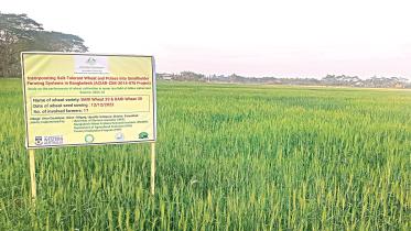 aman-paddy-1.jpg
