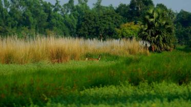 wildlife conservation