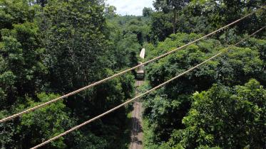 forest-1.jpg