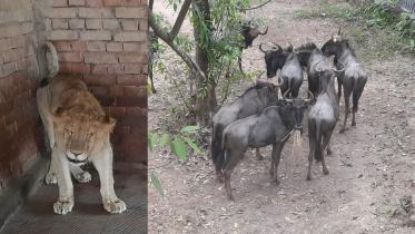lion-wild.jpg