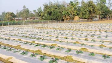 madhupur-upazila.jpg