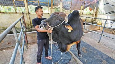 cattle-fatteners.jpg