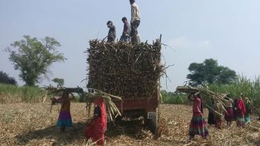 indian-sugar-prices.jpg