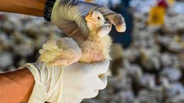 bird_flu.jpg