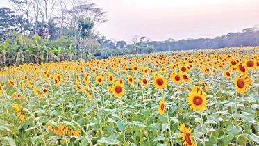 Oilseed cultivation