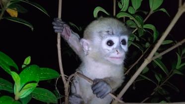 hanuman.jpg