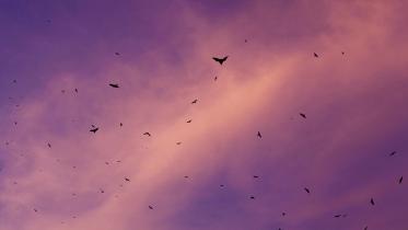 oc21_birds_2_poem.jpg