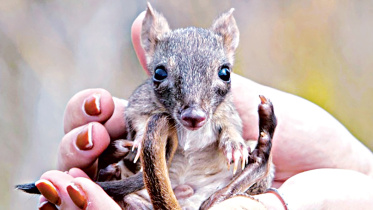 kangaroo.jpg