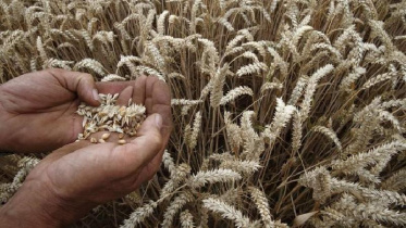 millet_grain.jpg