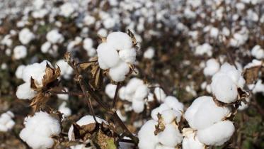 cotton-reuters.jpg
