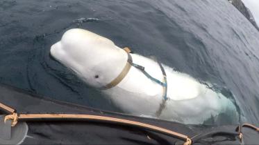 whale-web.jpg